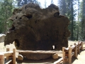 Sequoia NP